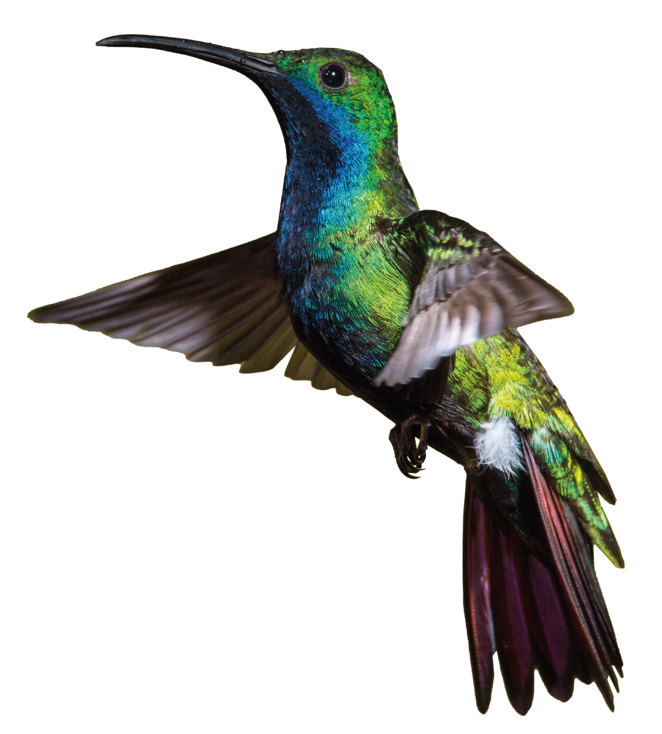 Imagen colibri abriendo sus alas